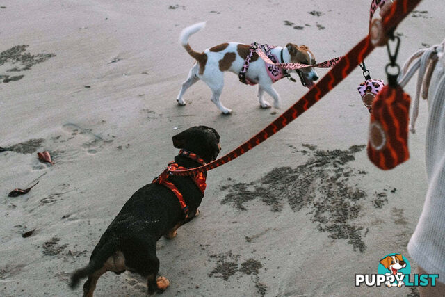 Designer Dog Harness by Explore with Paws - EWPHARTURXSN