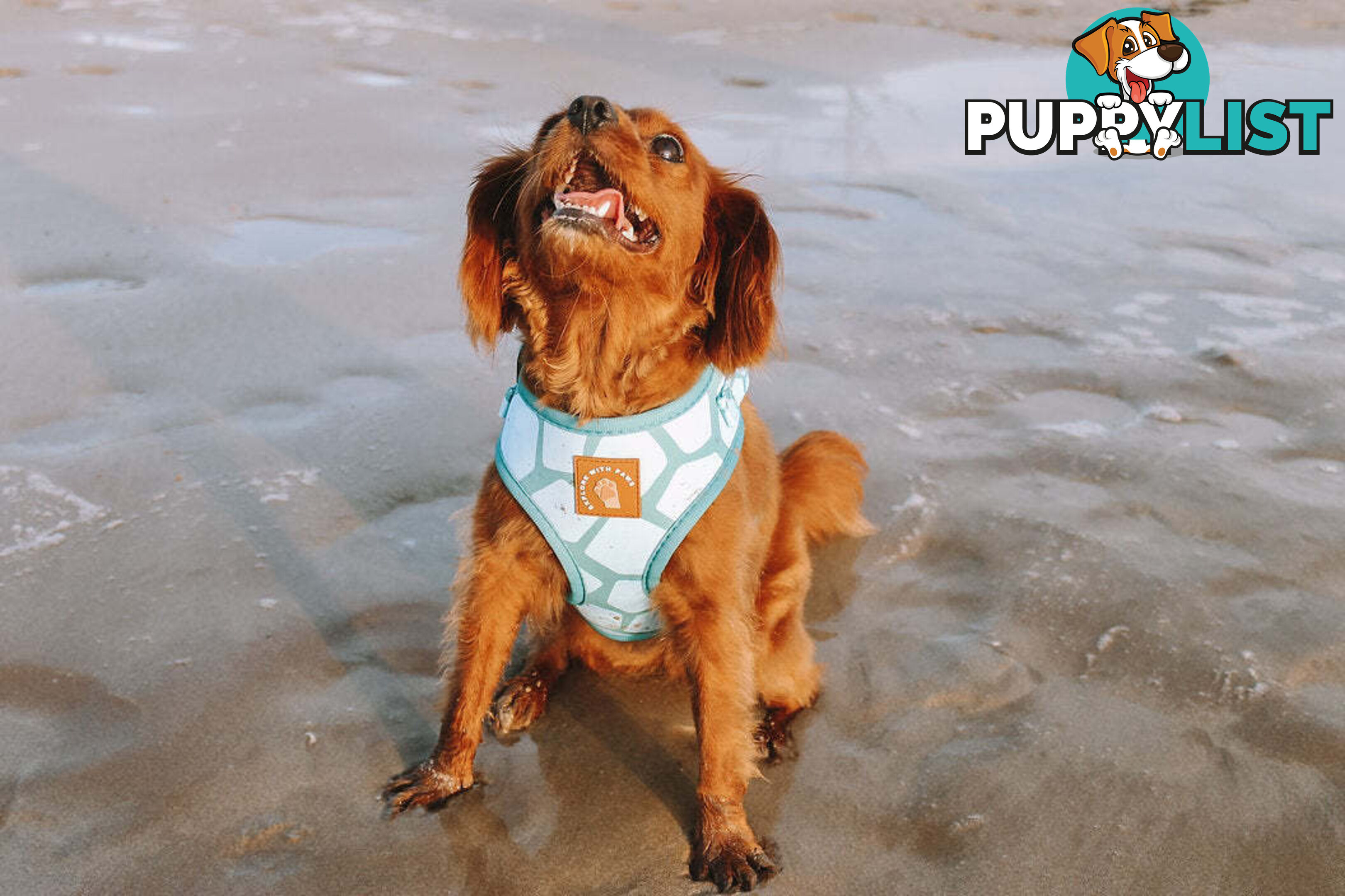 Designer Dog Harness by Explore with Paws - EWPHARTURXSN