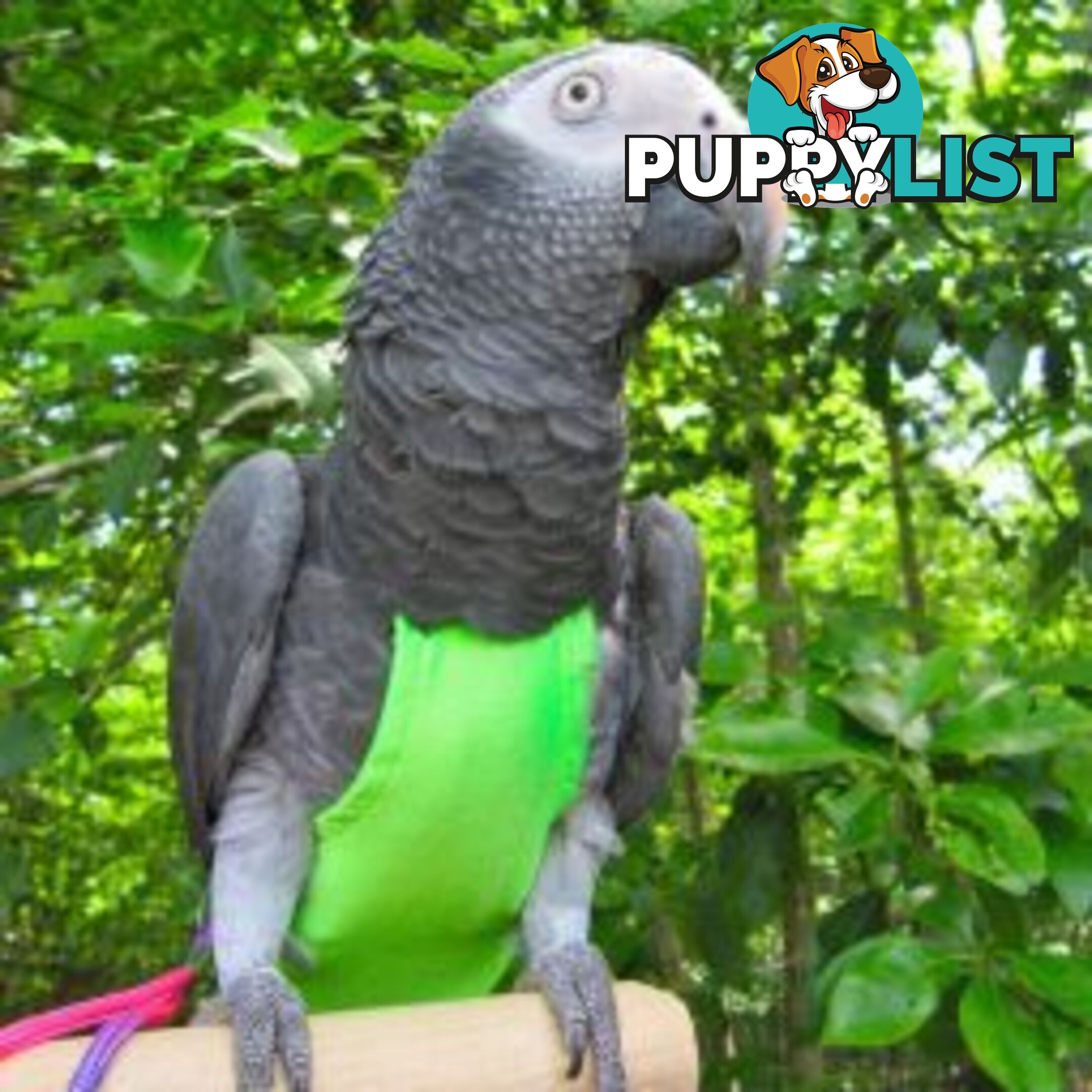 Bird Featherwear Flightsuit Harness & Diaper by Avian Fashions - AF-FS04-GREEN
