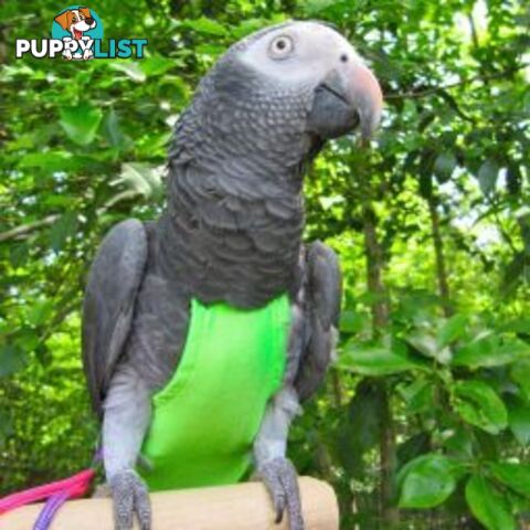 Bird Featherwear Flightsuit Harness & Diaper by Avian Fashions - AF-FS04-GREEN