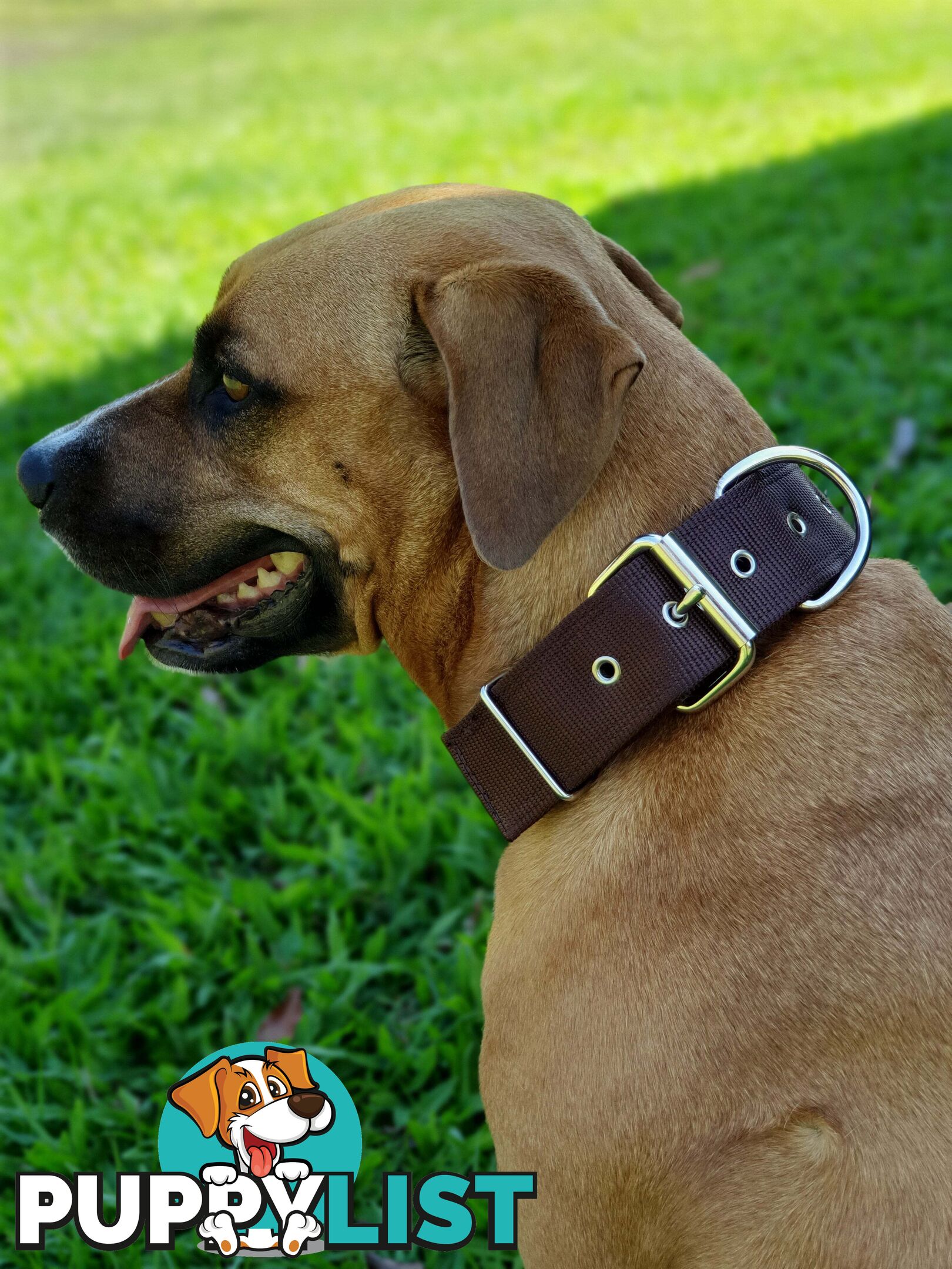 Dog Collar Tough Wide Double Layer Nylon Heavy Duty - Prestige. - PPP-18-1350-24-BR