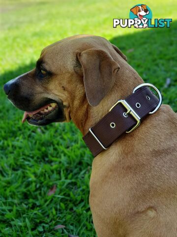 Dog Collar Tough Wide Double Layer Nylon Heavy Duty - Prestige. - PPP-18-1350-24-BR
