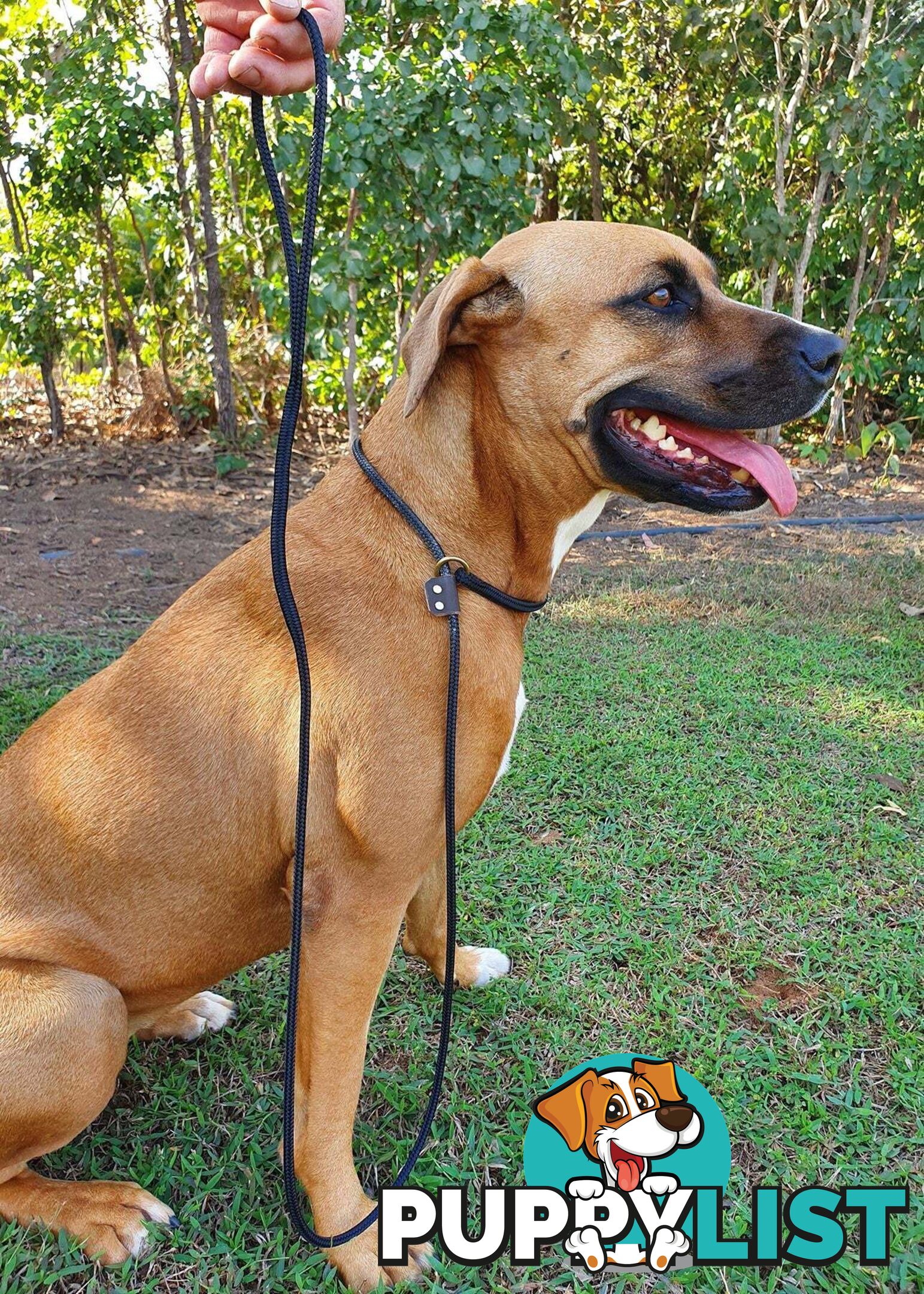 No Stitching Dog Slip Leash Tough Yarnix - YNXLDSLP6BLKGRN