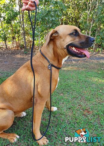 No Stitching Dog Slip Leash Tough Yarnix - YNXLDSLP6BLKGRN