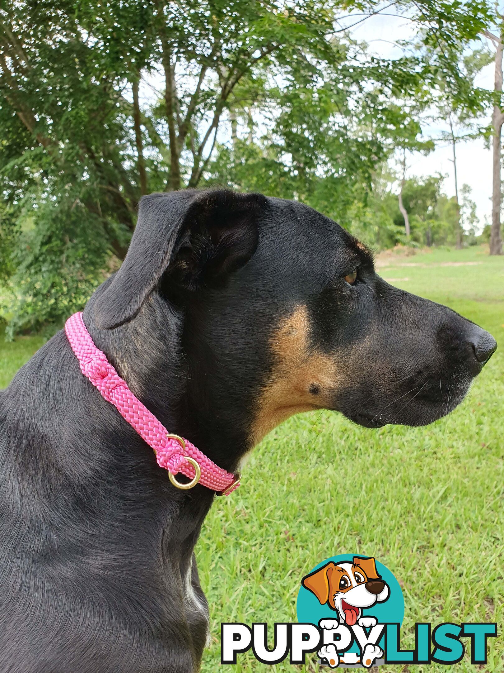 No Stitching Dog Collars Tough Yarnix - YNXCOLSLP20MGRN
