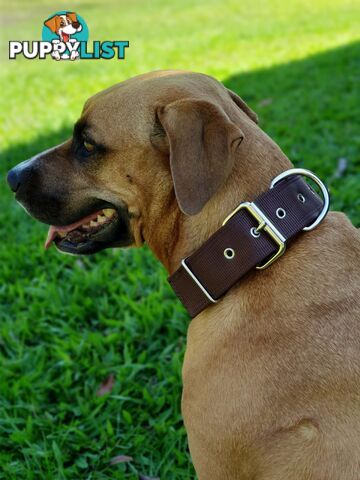 Dog Collar Tough Wide Double Layer Nylon Heavy Duty - Prestige. - PPP-18-1350-24-BK