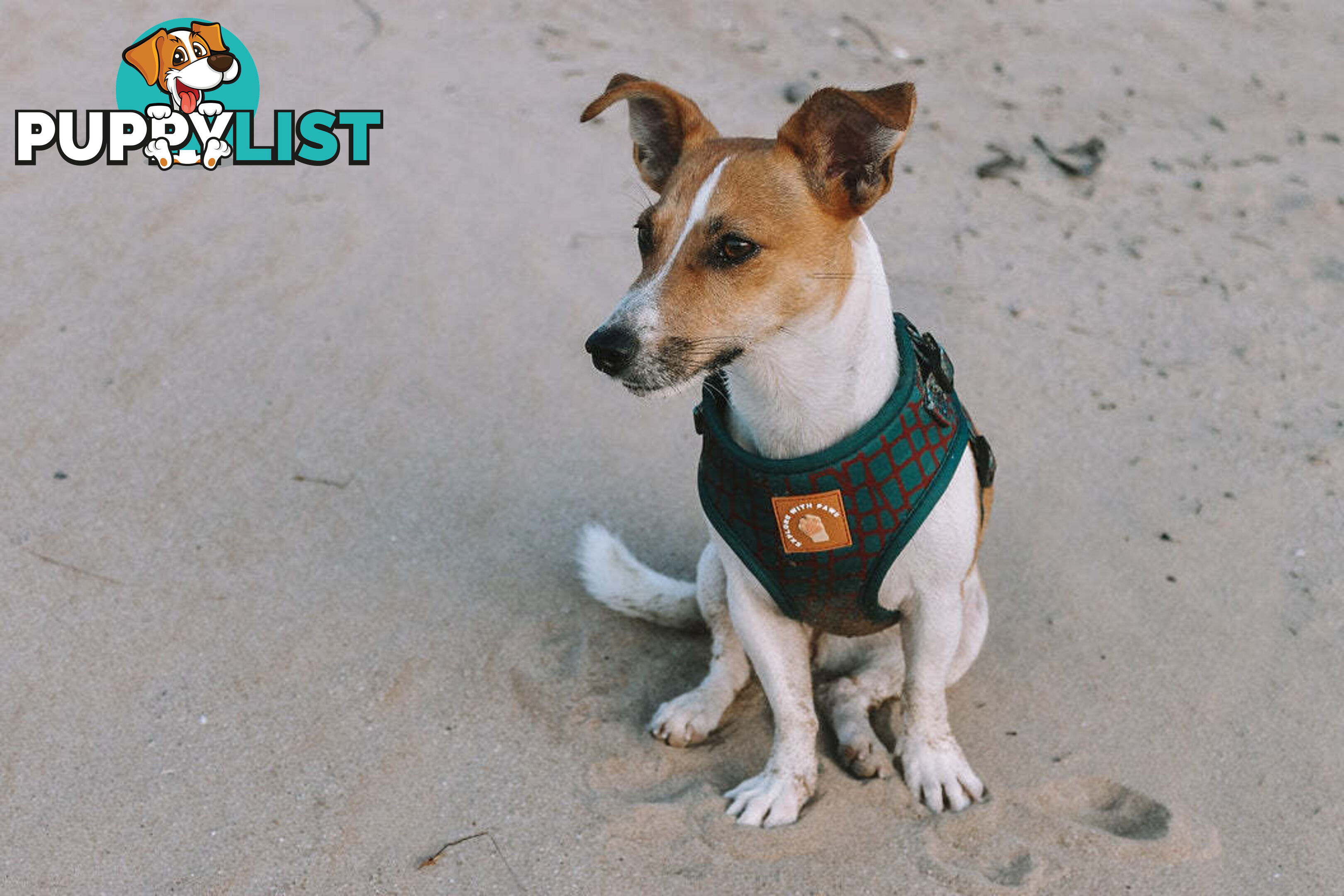 Designer Dog Harness by Explore with Paws - EWPHARPNKSN