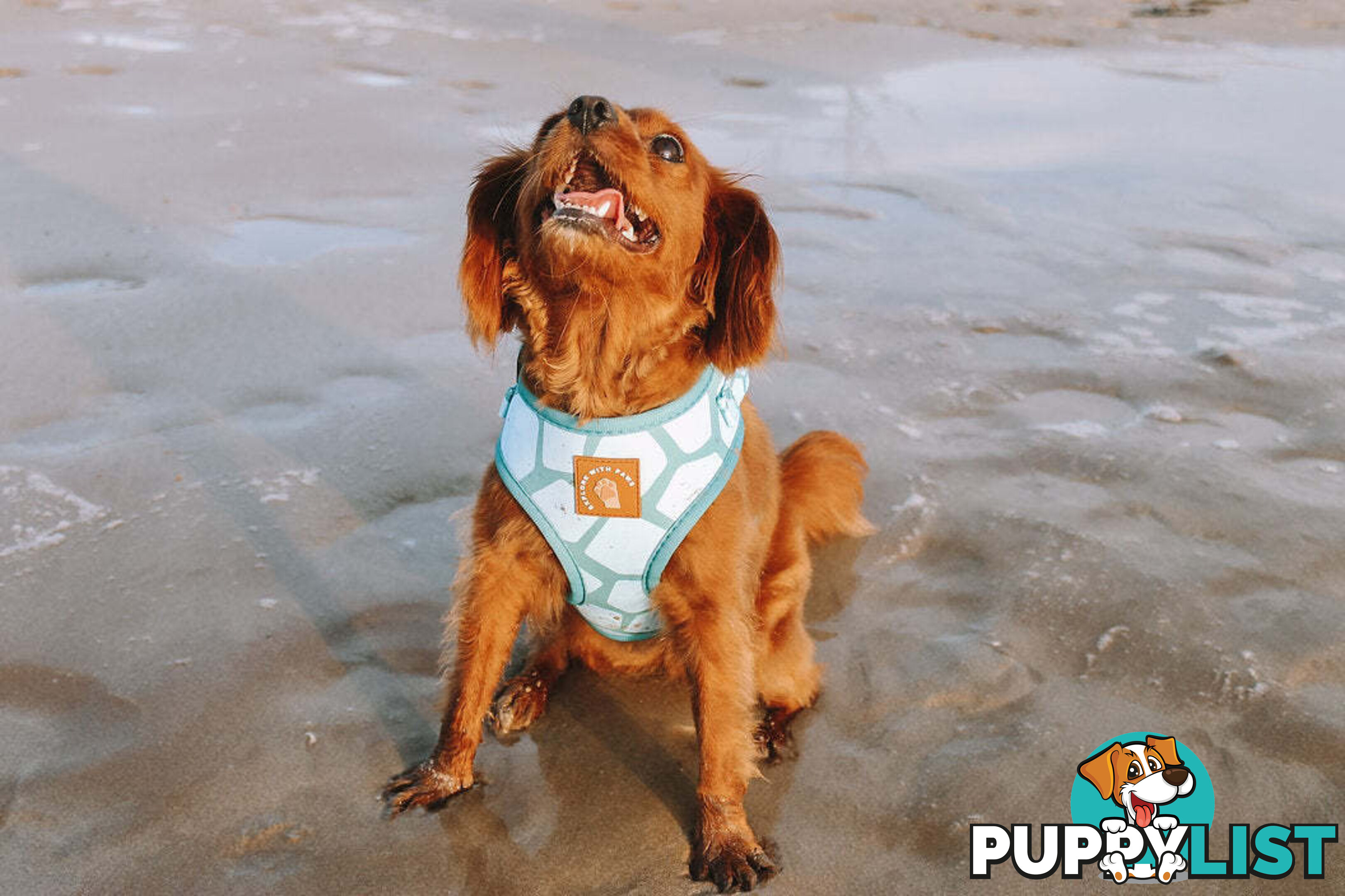 Designer Dog Harness by Explore with Paws - EWPHARPNKSN