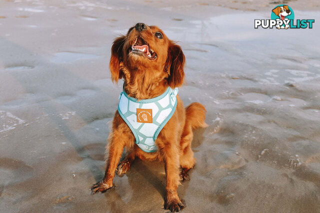 Designer Dog Harness by Explore with Paws - EWPHARPNKSN