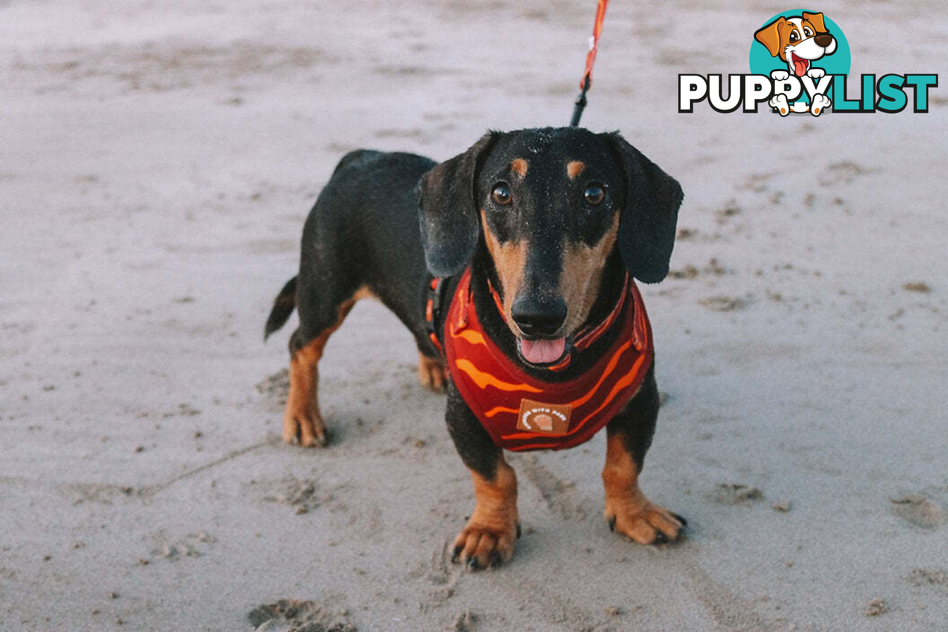 Designer Dog Harness by Explore with Paws - EWPHARPNKSN
