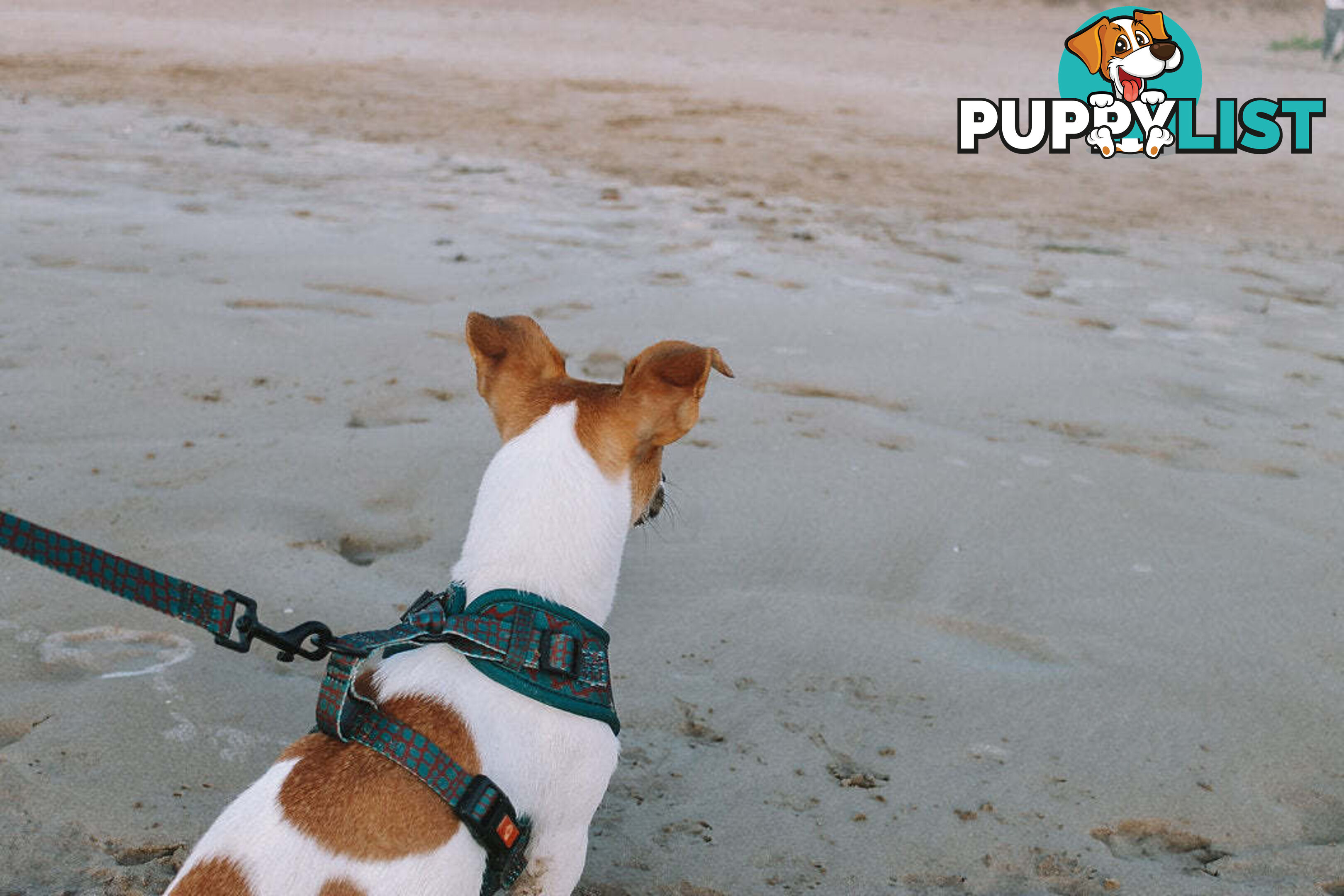 Designer Dog Harness by Explore with Paws - EWPHARPNKSN