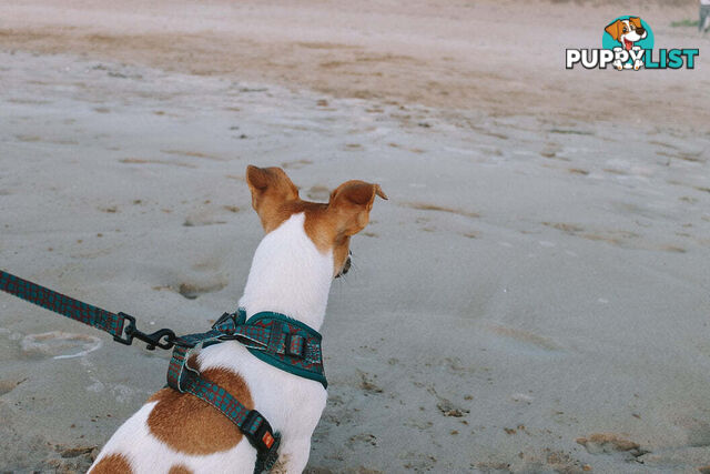 Designer Dog Harness by Explore with Paws - EWPHARPNKSN