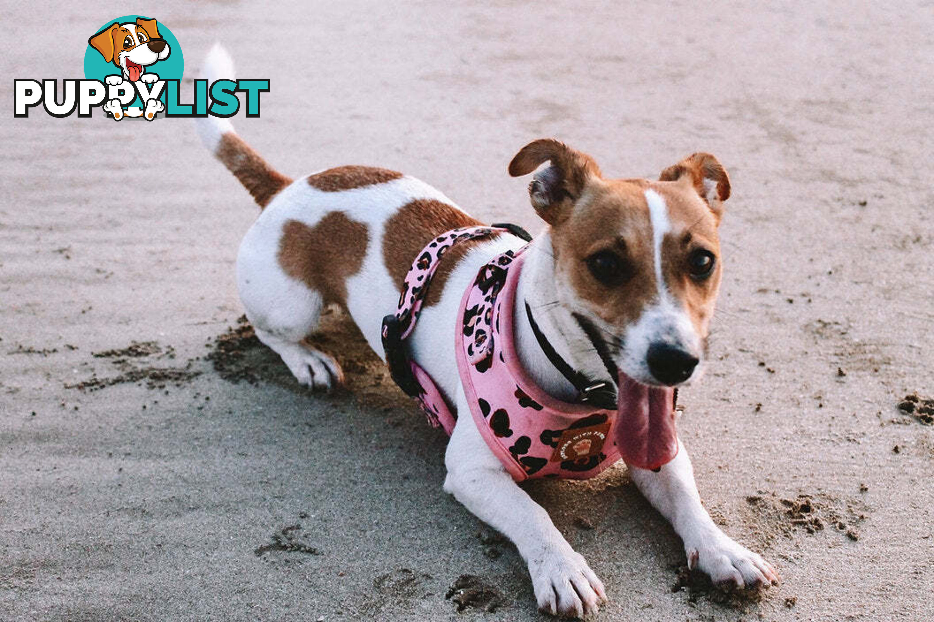 Designer Dog Harness by Explore with Paws - EWPHARPNKSN