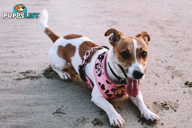 Designer Dog Harness by Explore with Paws - EWPHARPNKSN
