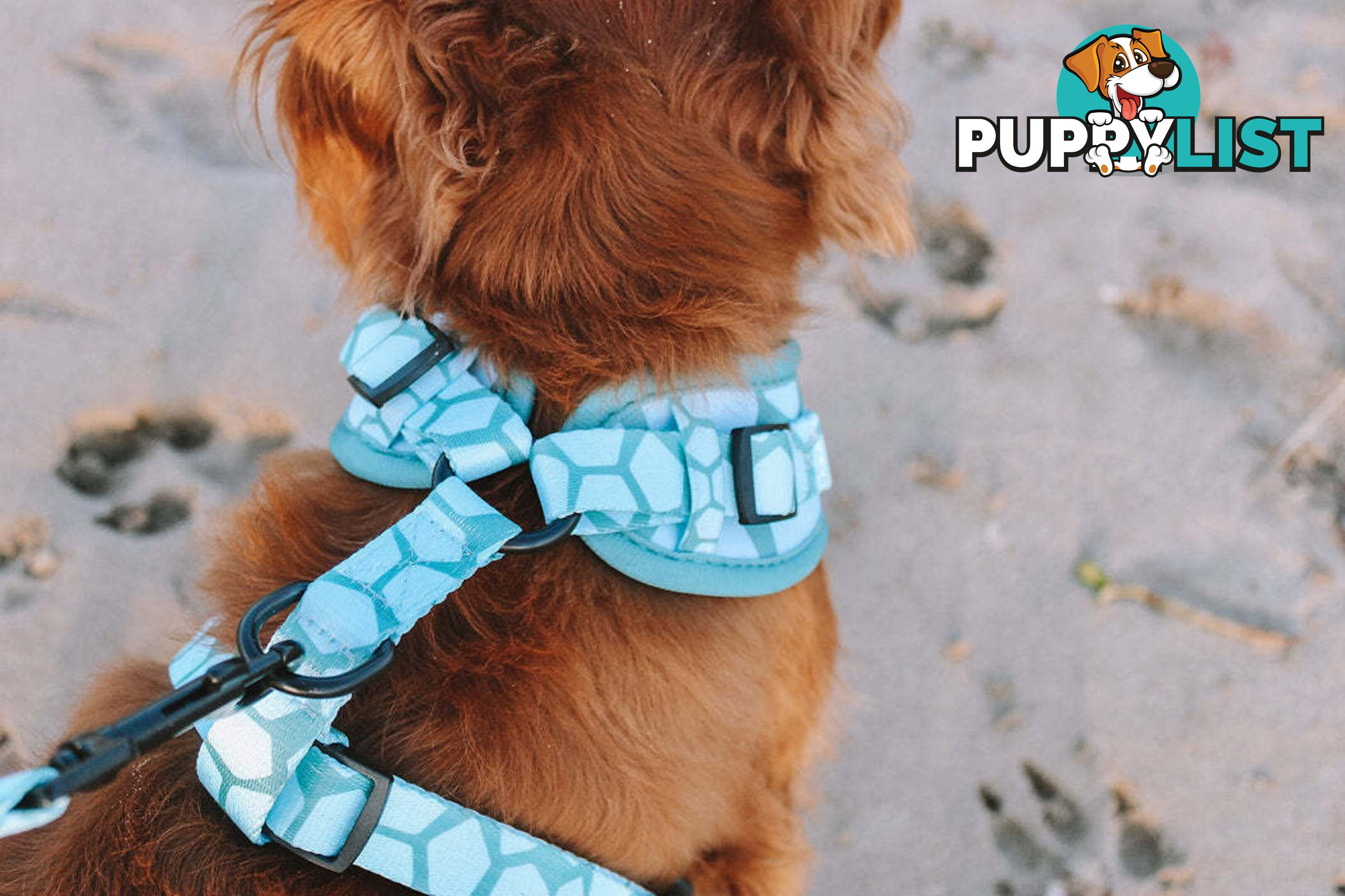 Designer Dog Harness by Explore with Paws - EWPHARPNKSN