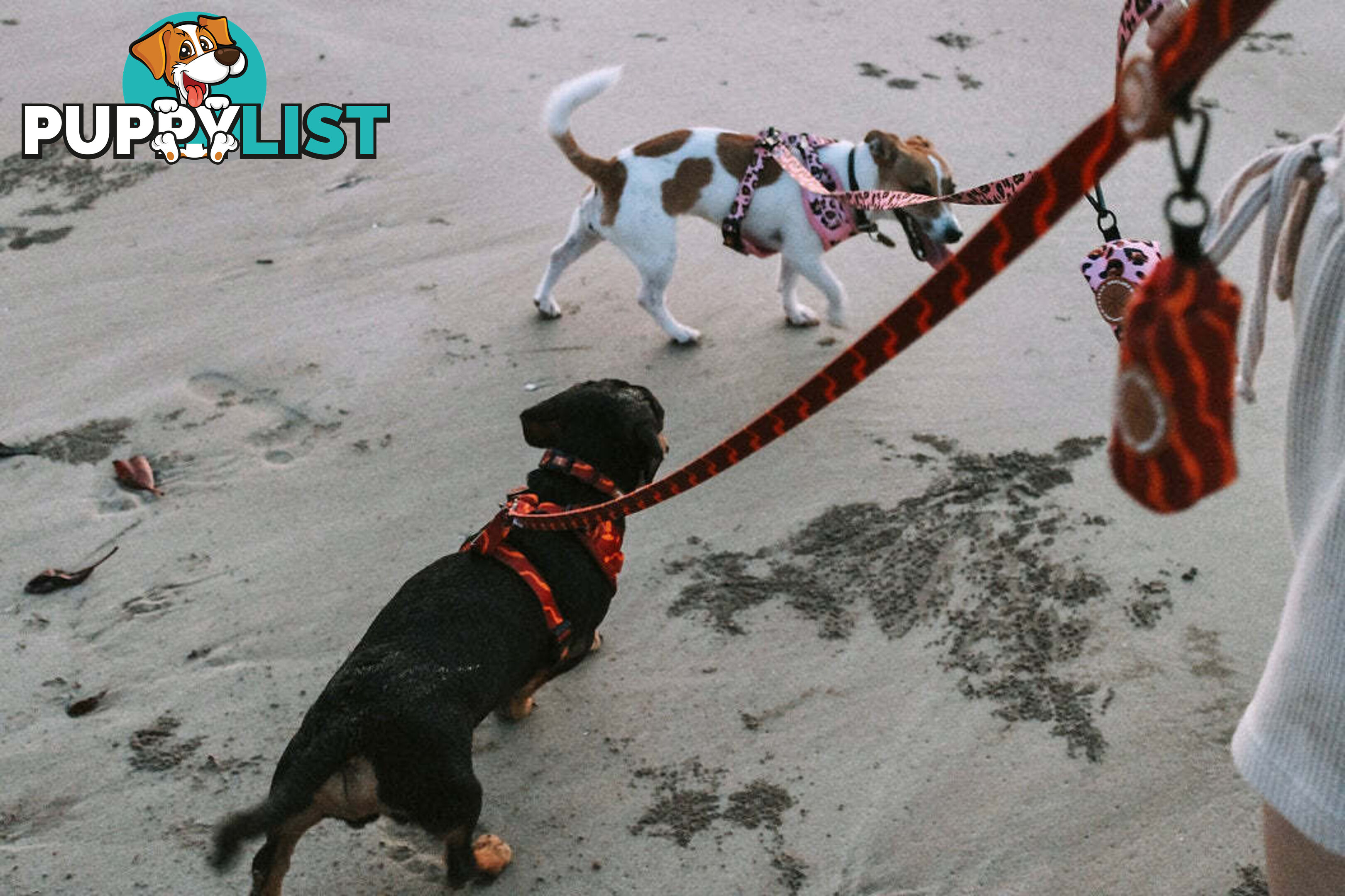 Designer Dog Harness by Explore with Paws - EWPHARPNKSN