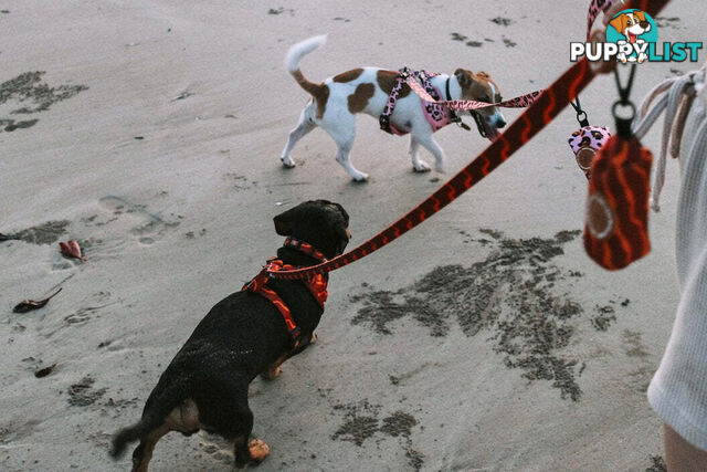 Designer Dog Harness by Explore with Paws - EWPHARPNKSN