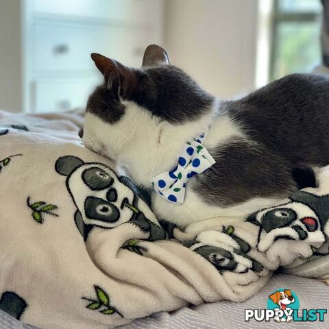 Breakaway Cat Collar & Bow Tie / XS - Hand Made by The Bark Side - TBSBRKXSSUM