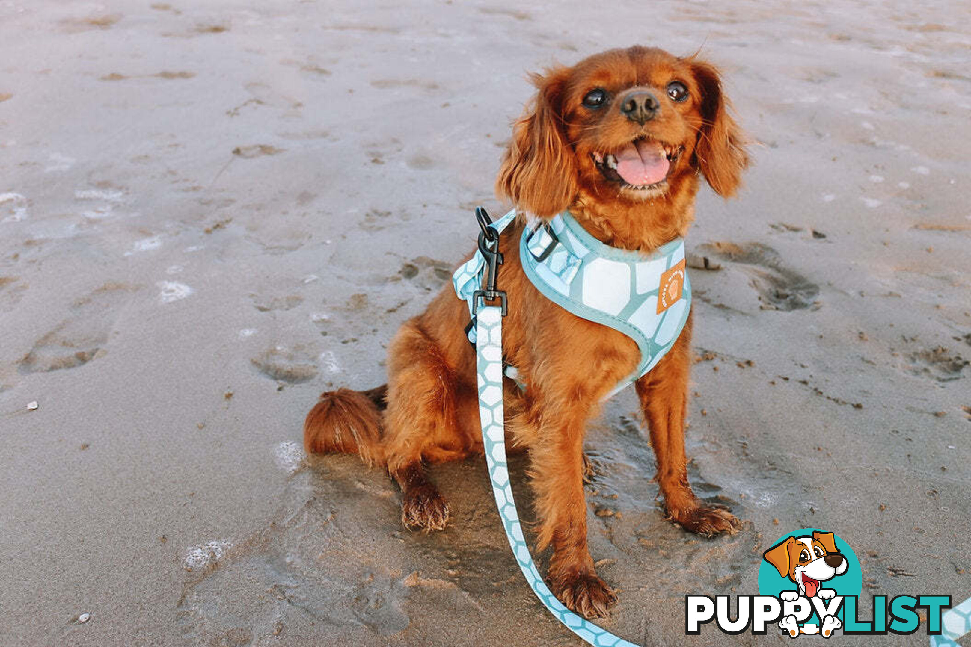 Designer Dog Leads by Explore with Paws - EWPLDTIG