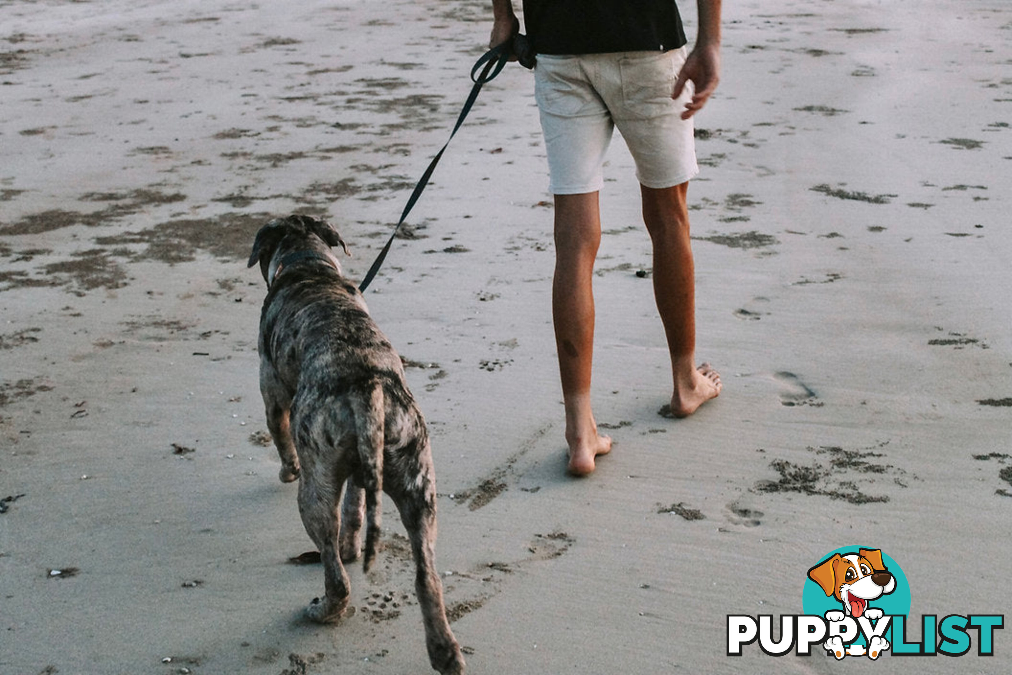 Designer Dog Leads by Explore with Paws - EWPLDTIG
