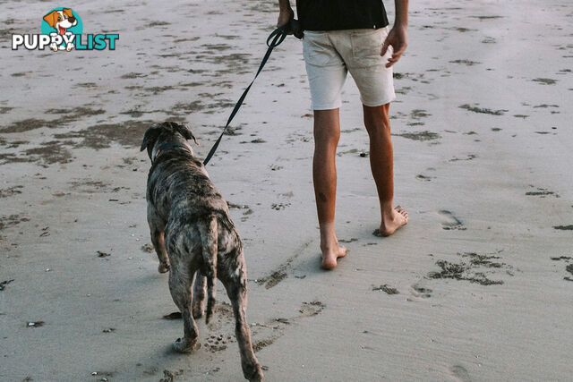 Designer Dog Leads by Explore with Paws - EWPLDTIG