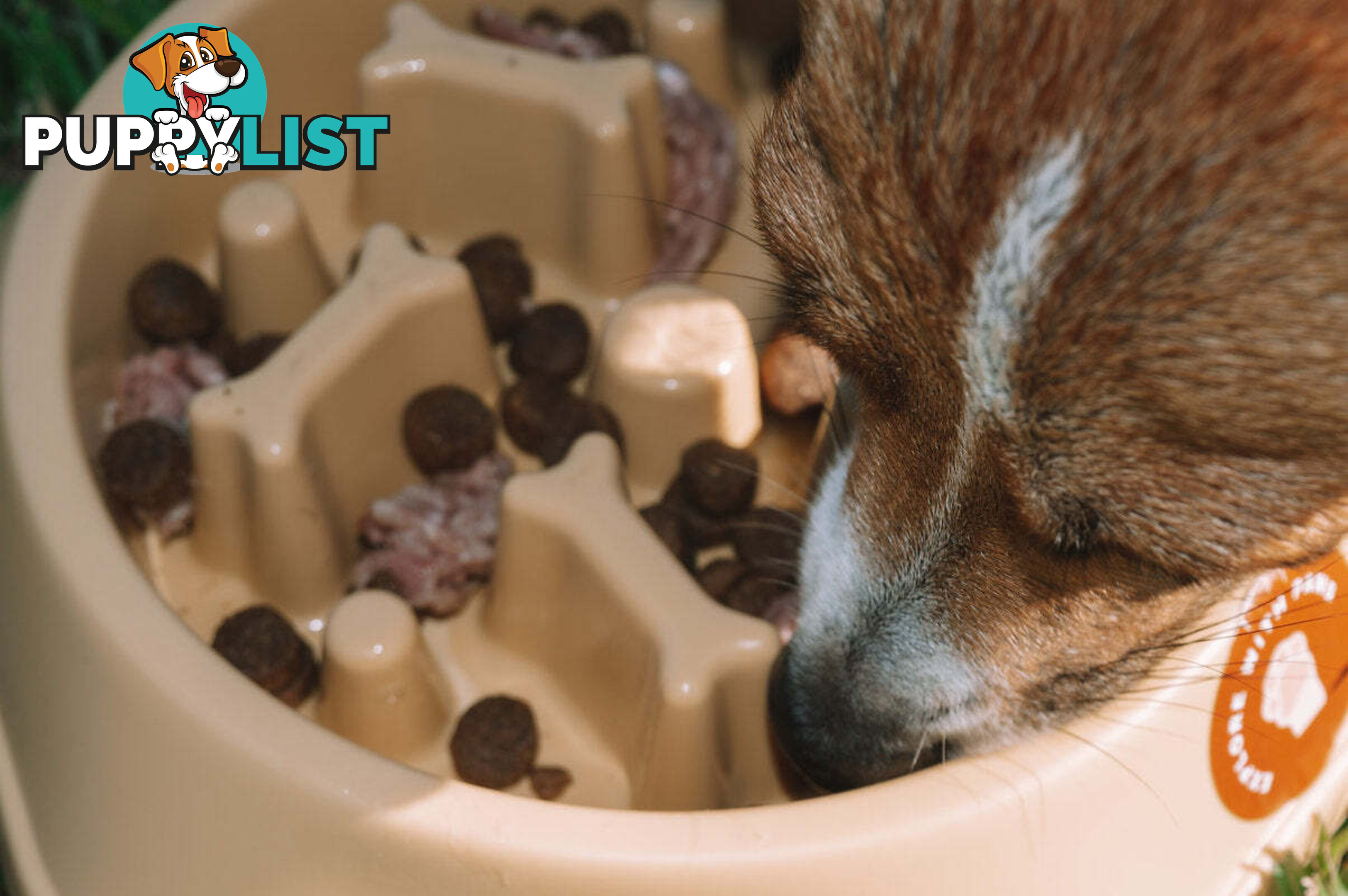 Slow Feeder Bowl - Explore with Paws - EWPSLOBOWRAS