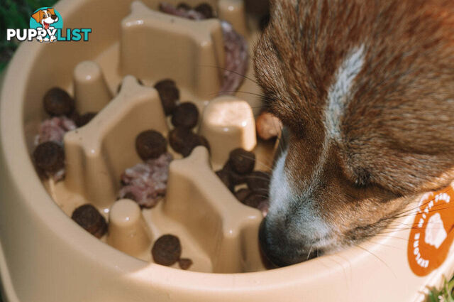 Slow Feeder Bowl - Explore with Paws - EWPSLOBOWRAS