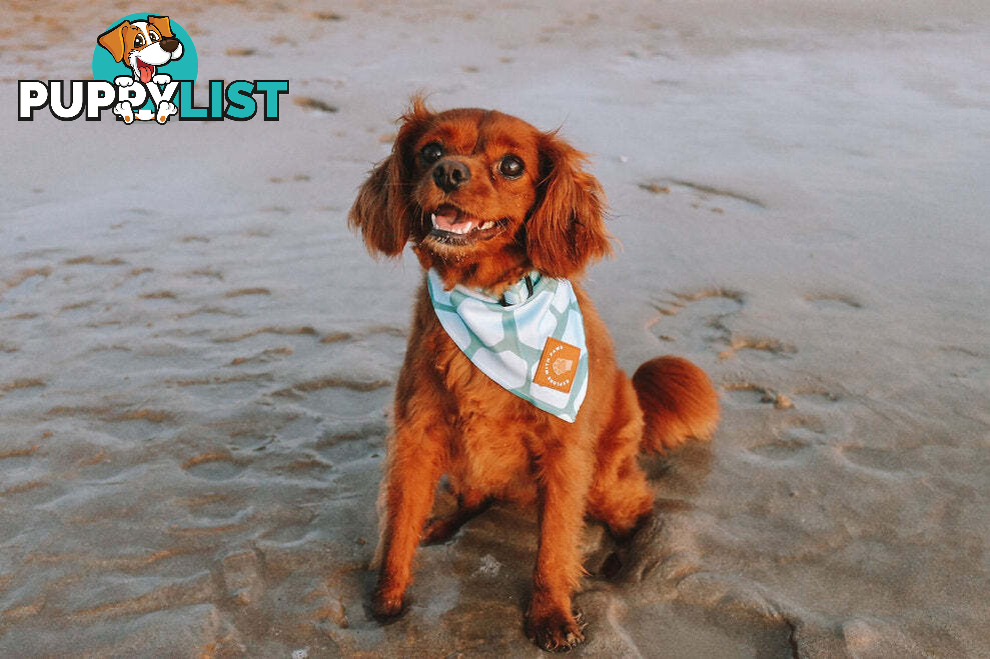Designer Dog Bandana's by Explore with Paws - EWPBANLTIG
