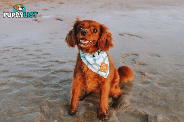 Designer Dog Bandana's by Explore with Paws - EWPBANLTIG