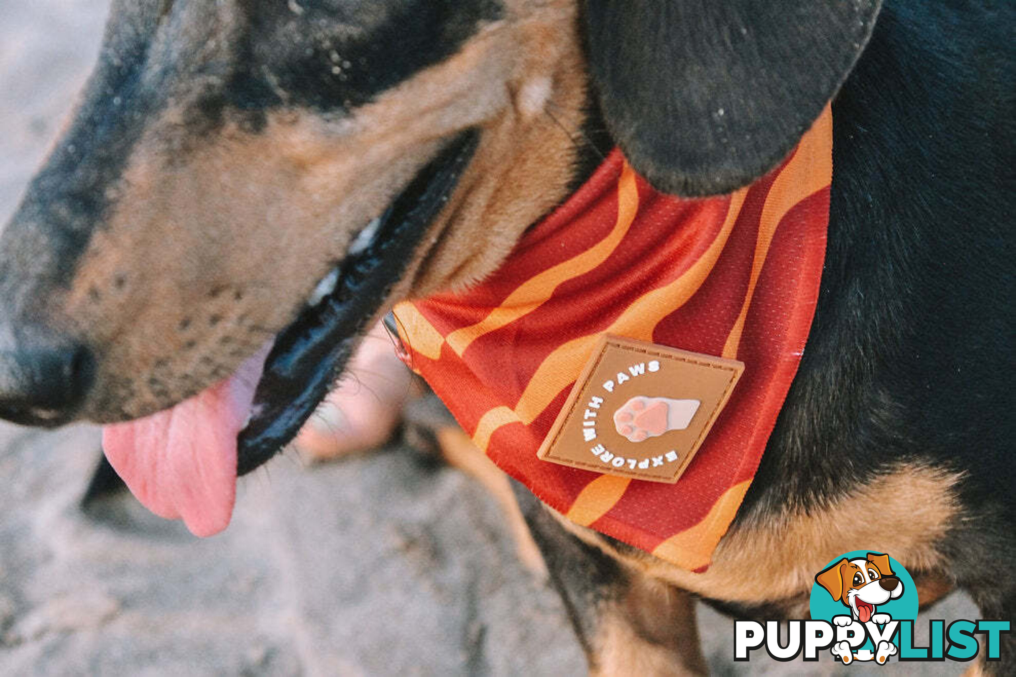 Designer Dog Bandana's by Explore with Paws - EWPBANLTIG