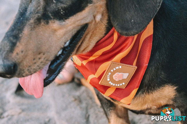 Designer Dog Bandana's by Explore with Paws - EWPBANLTIG
