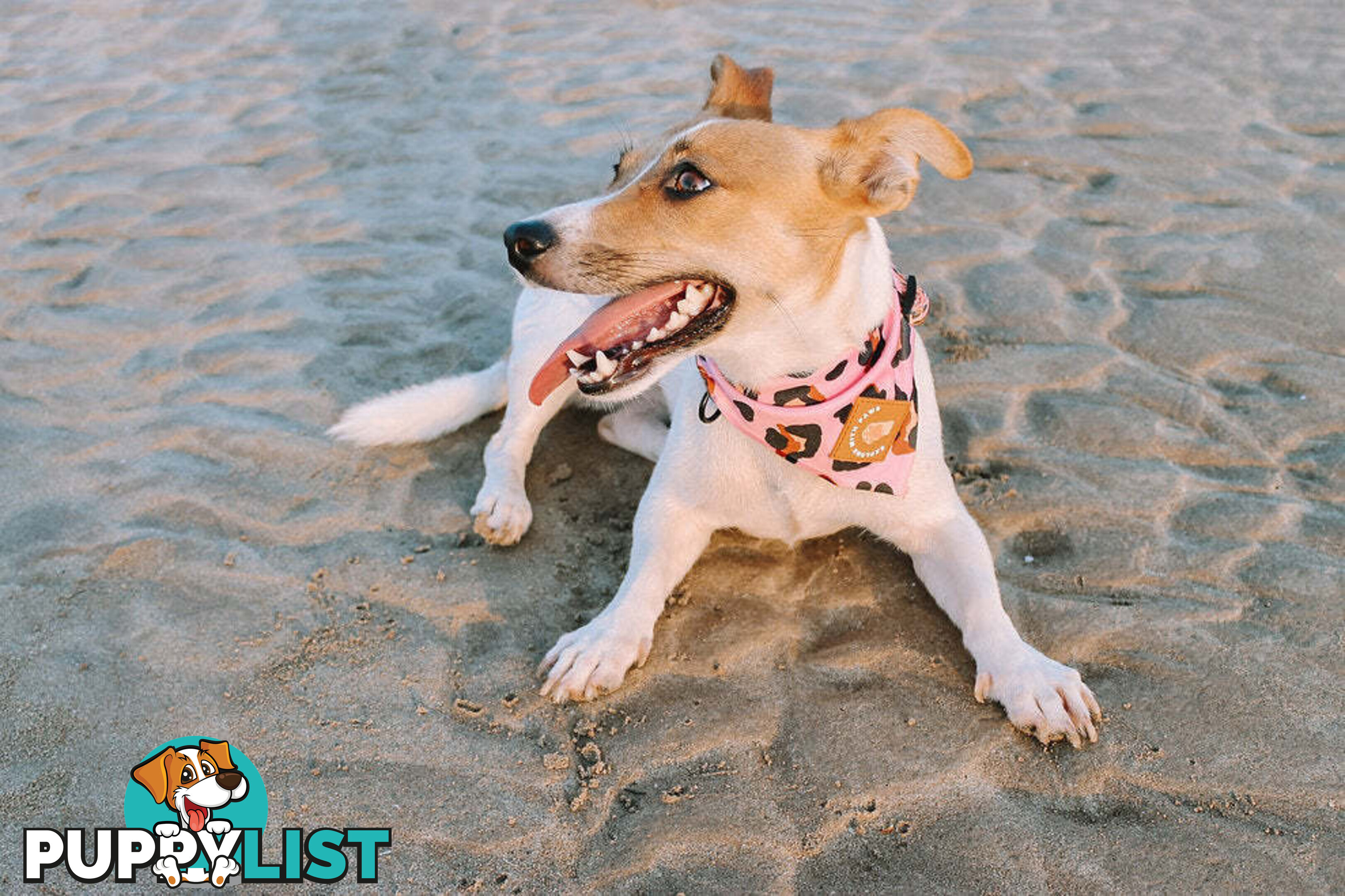 Designer Dog Bandana's by Explore with Paws - EWPBANLTIG