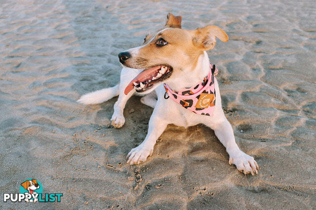 Designer Dog Bandana's by Explore with Paws - EWPBANLTIG
