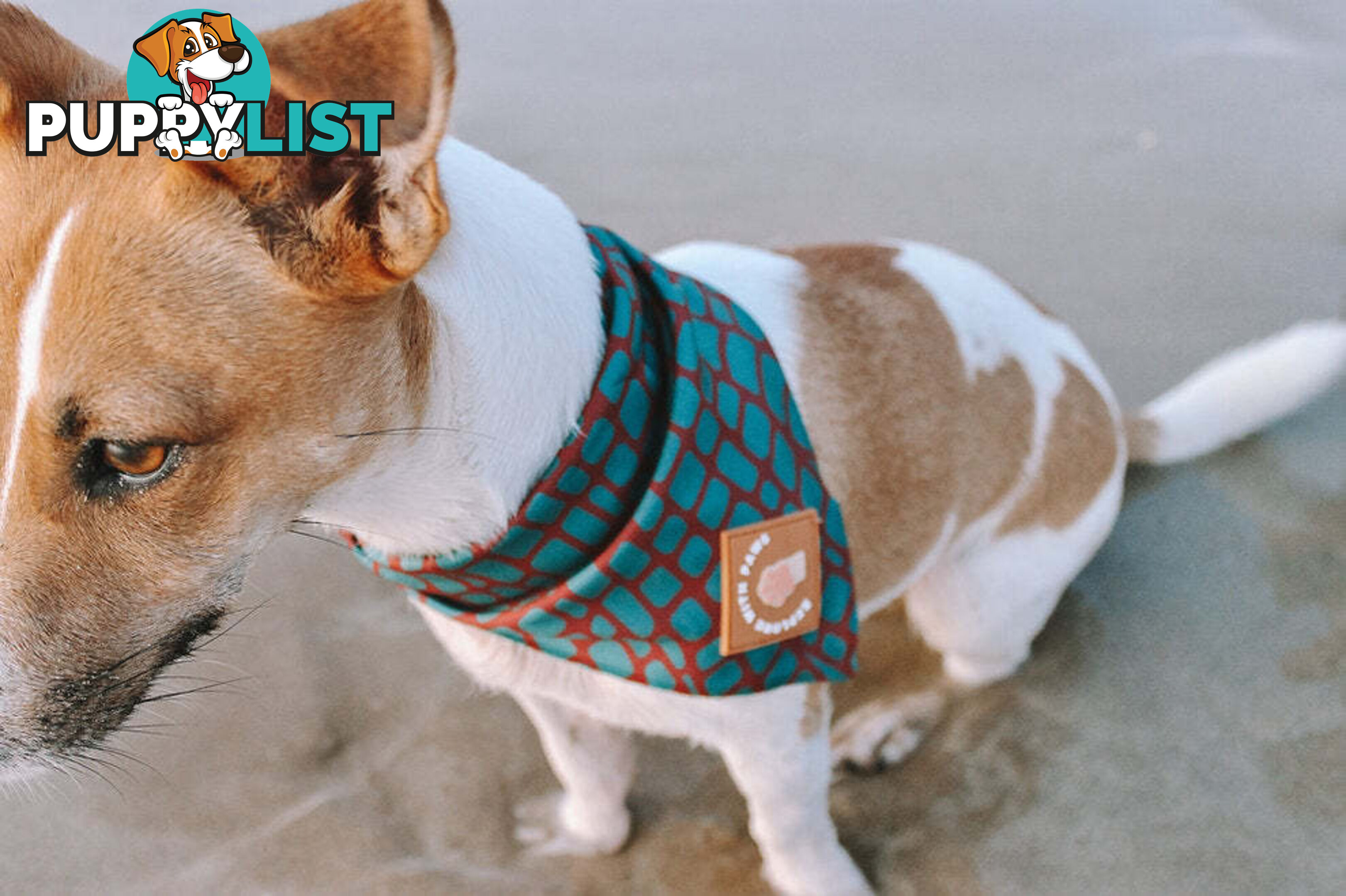 Designer Dog Bandana's by Explore with Paws - EWPBANLTIG