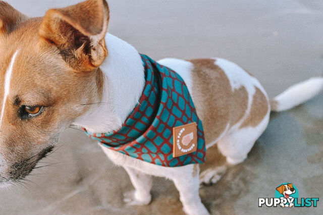 Designer Dog Bandana's by Explore with Paws - EWPBANLTIG