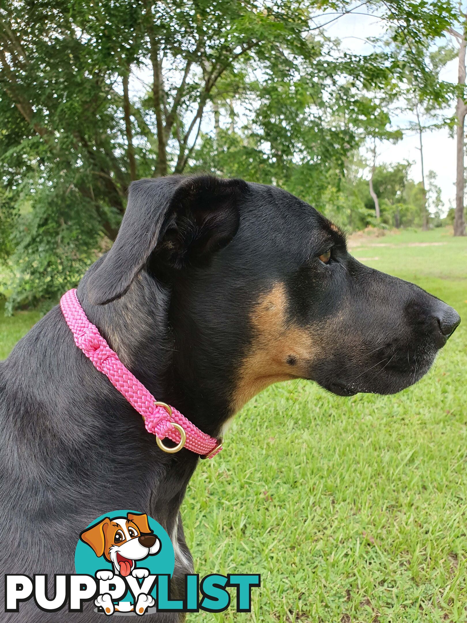 No Stitching Dog Collars Tough Yarnix - YNXCOLSLP20XLRED