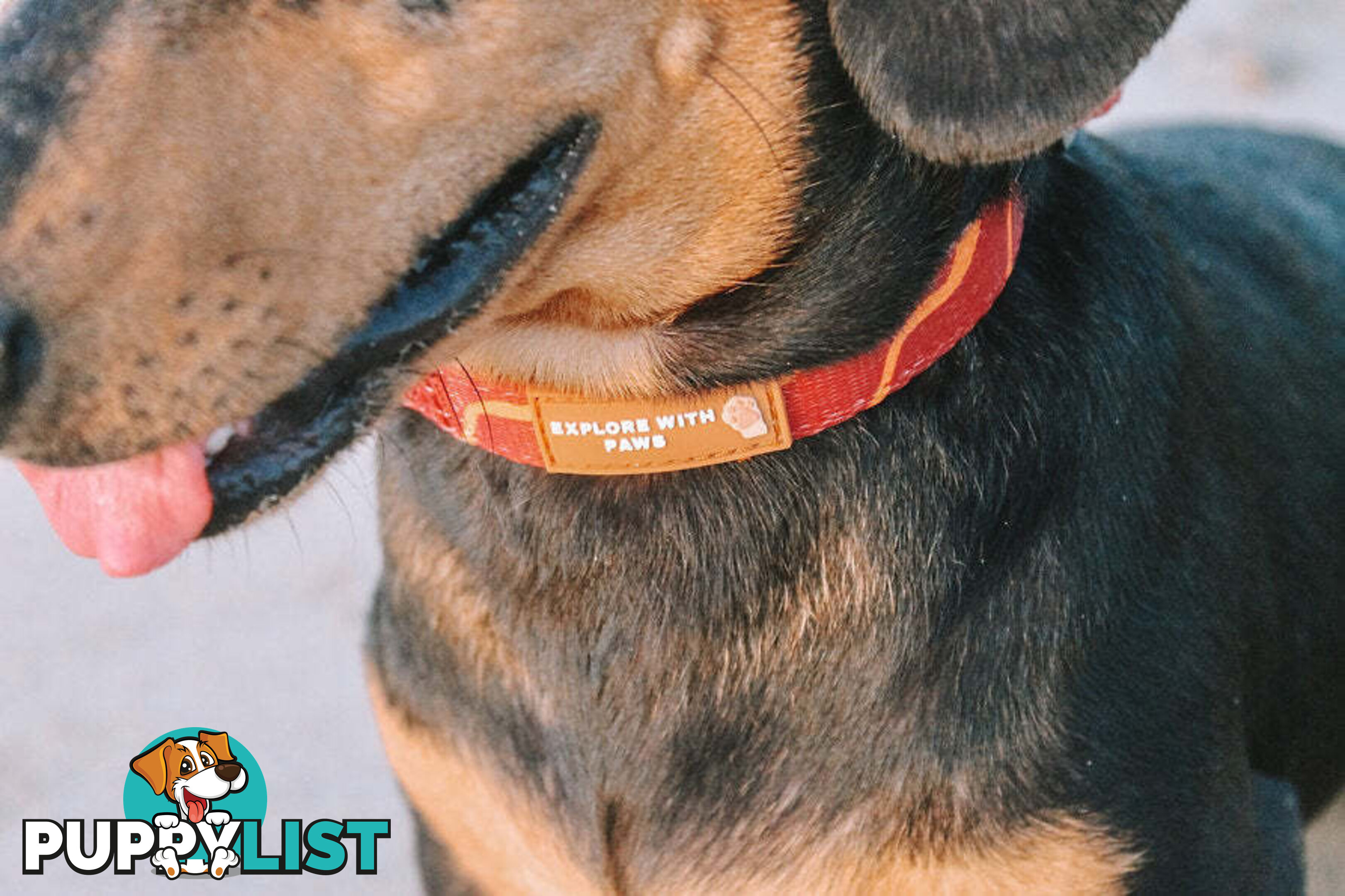Designer Dog Collars by Explore with Paws - EWPCOLXSCRON