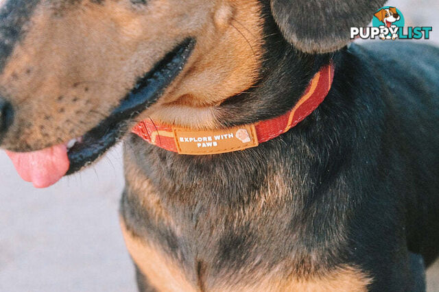 Designer Dog Collars by Explore with Paws - EWPCOLXSCRON