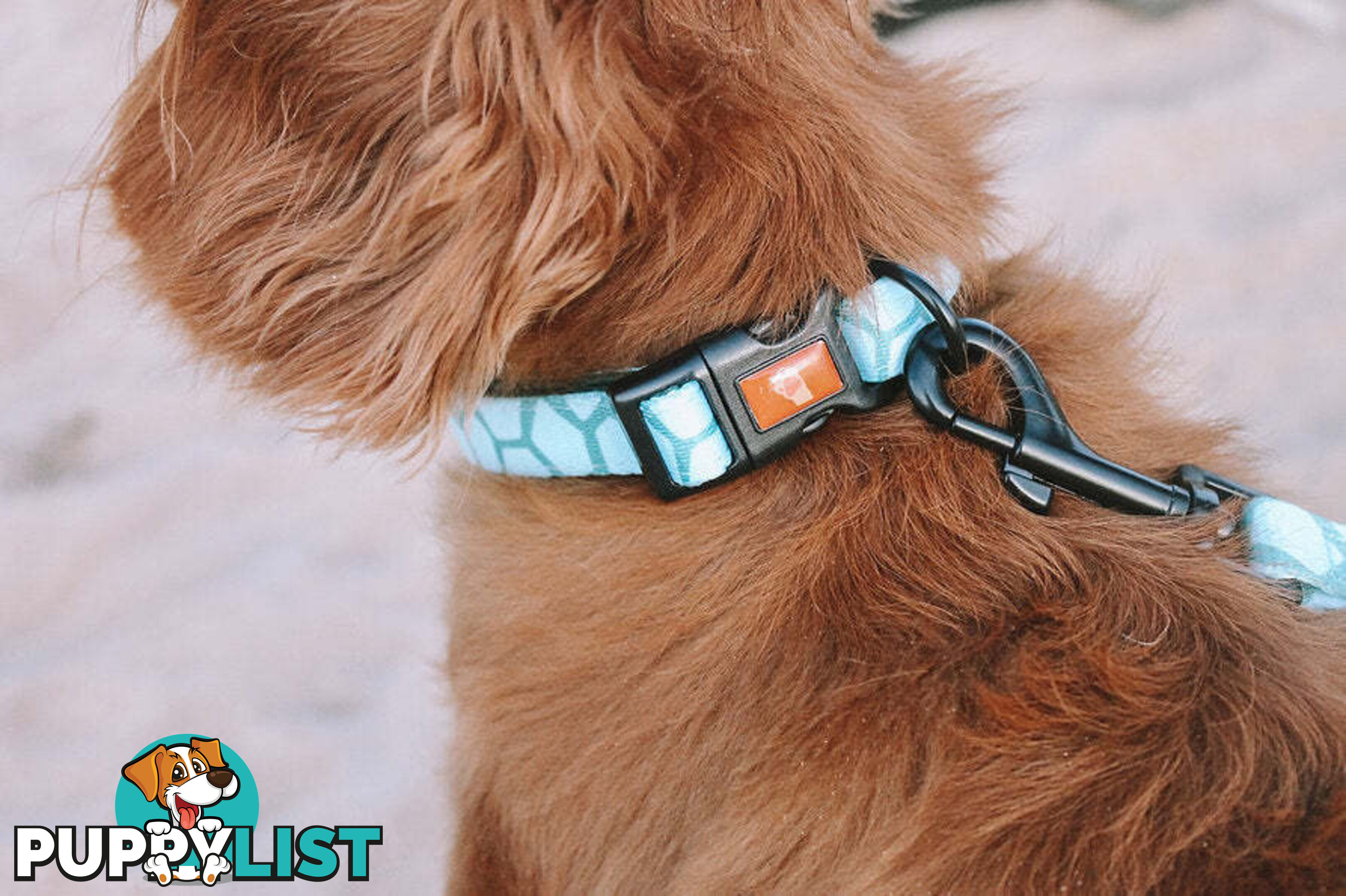 Designer Dog Collars by Explore with Paws - EWPCOLXSCRON