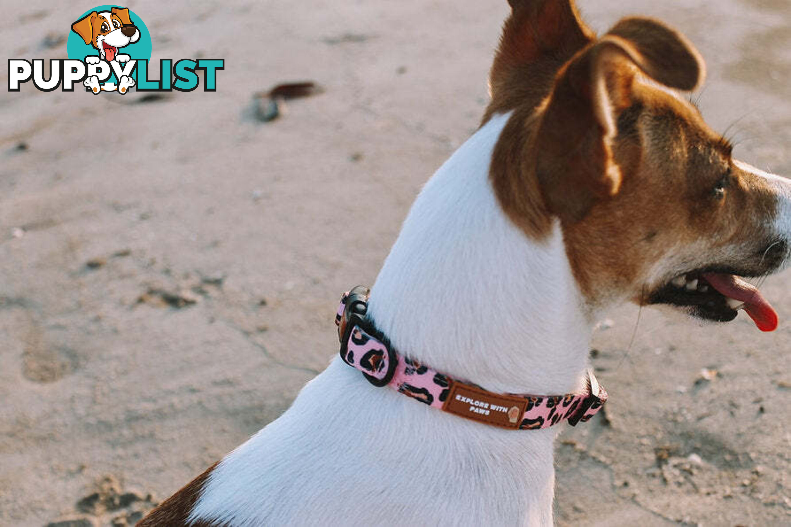 Designer Dog Collars by Explore with Paws - EWPCOLXSCRON