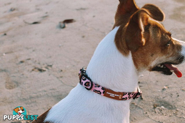 Designer Dog Collars by Explore with Paws - EWPCOLXSCRON