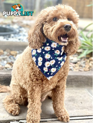 #3 Daisy's Reversible Pet Bandana - Octavia's Pup Shop - OCYBAN3-DAI-SM