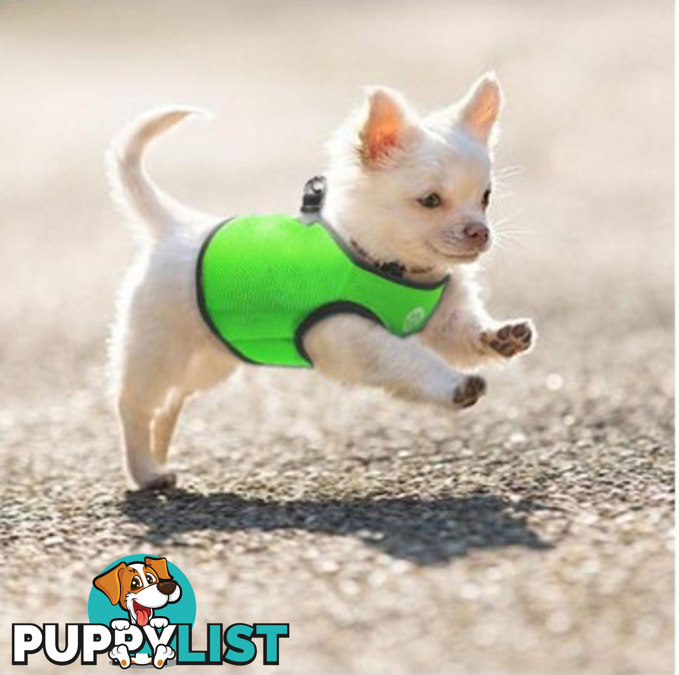 Doggie ID Vest Soft Air Mesh Personlised Embroidered - MDPIDVESXLPUR