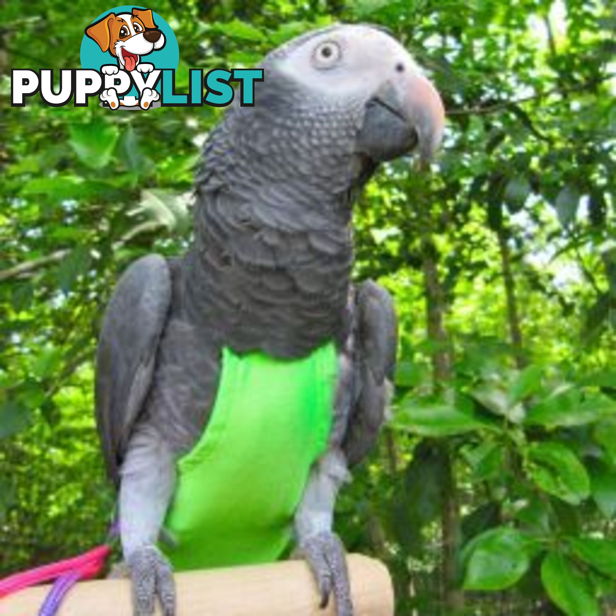 Bird Featherwear Flightsuit Harness & Diaper by Avian Fashions - AF-FS14-GREEN