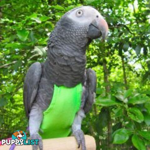 Bird Featherwear Flightsuit Harness & Diaper by Avian Fashions - AF-FS14-GREEN