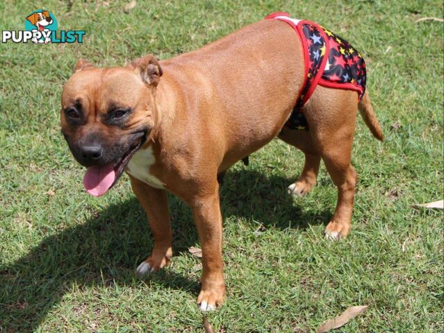 Dog / Cat Female Diaper - Washable adjustable - Lil Cracker - LCDIAXSDEN