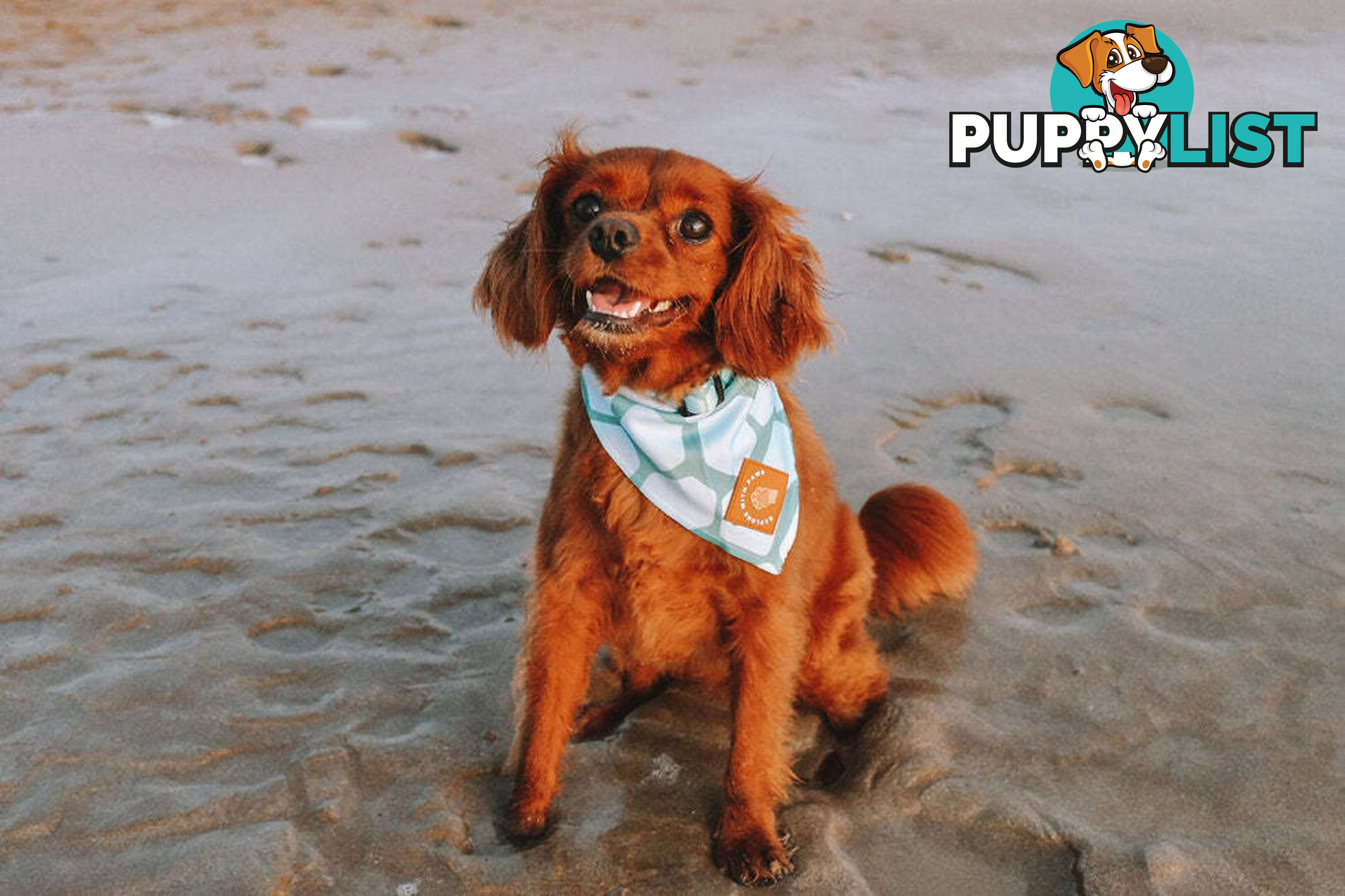 Designer Dog Bandana's by Explore with Paws - EWPBANLPNK