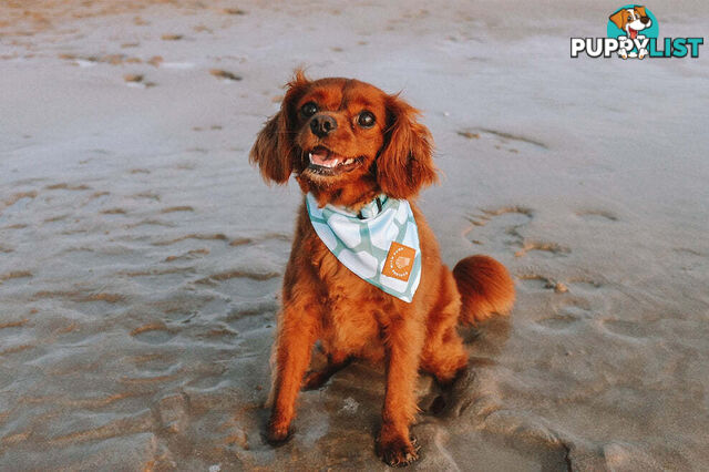 Designer Dog Bandana's by Explore with Paws - EWPBANLPNK