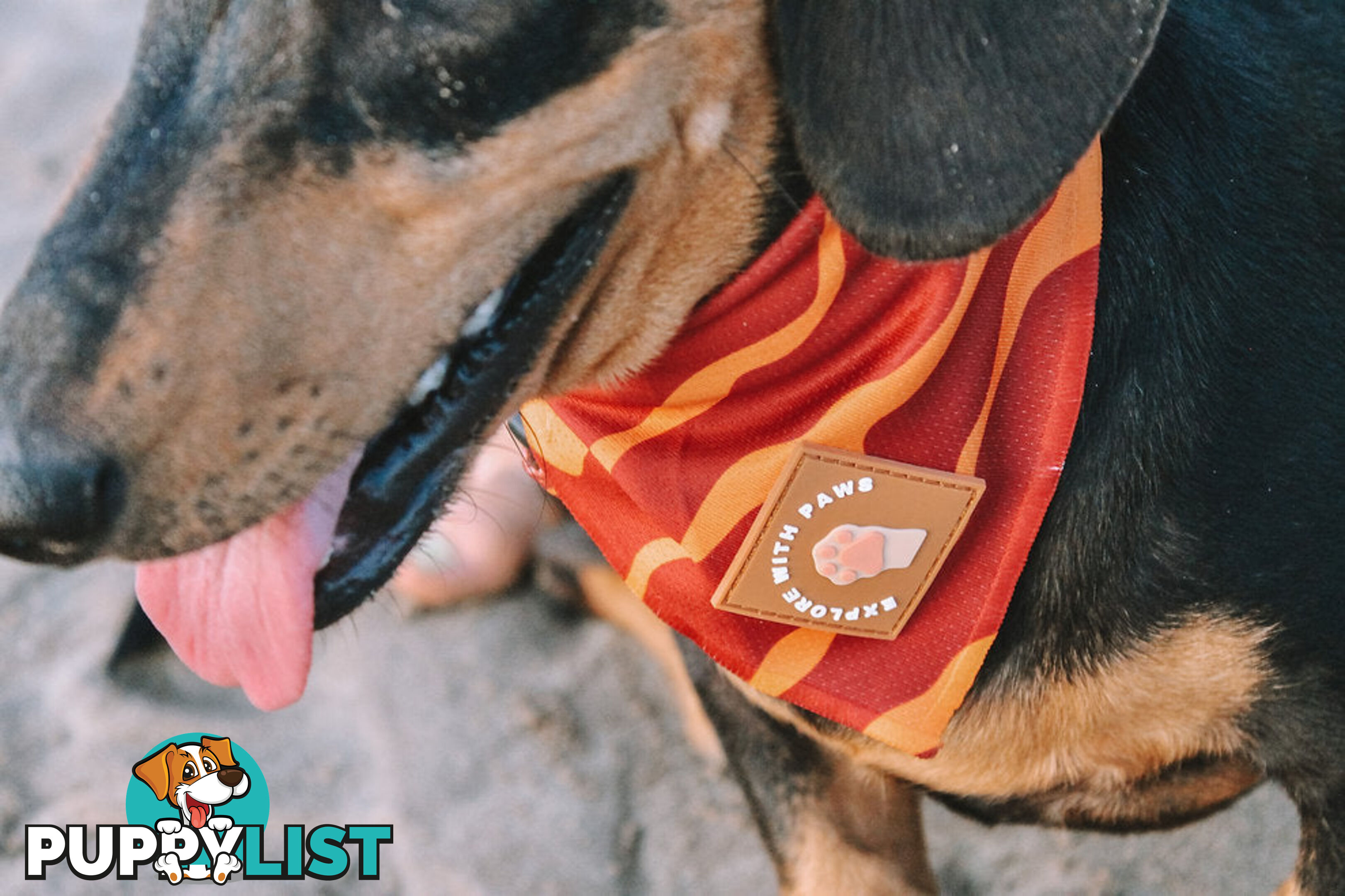 Designer Dog Bandana's by Explore with Paws - EWPBANLPNK