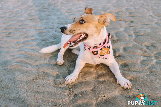 Designer Dog Bandana's by Explore with Paws - EWPBANLPNK